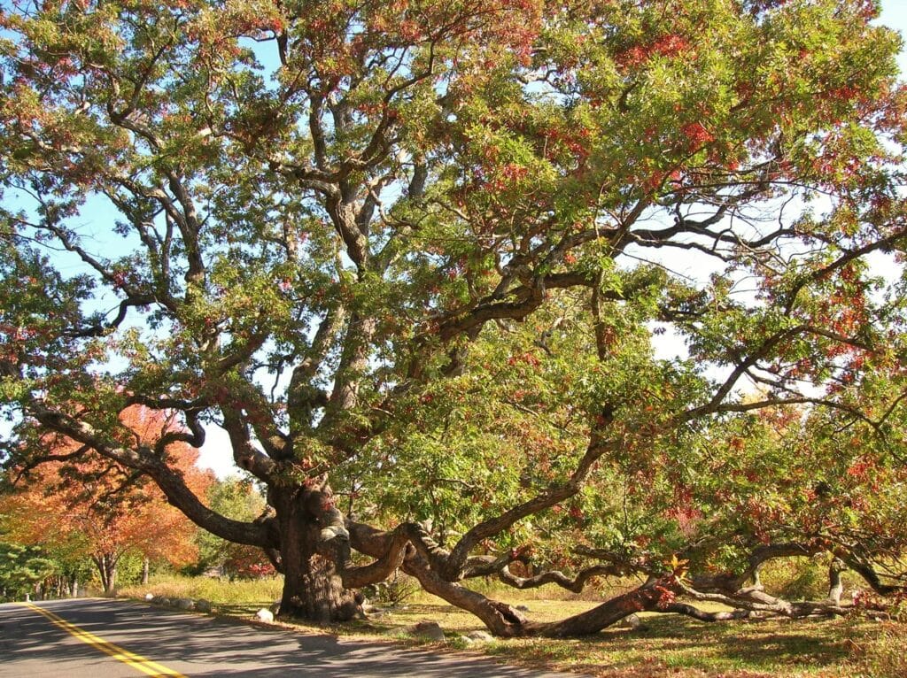 granby connecticut oak tree